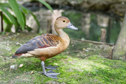 Duck stand in the bird park