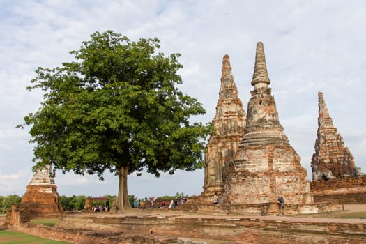 Tree and pagoda at Wat Chaiwatthanaram - Ayutthaya