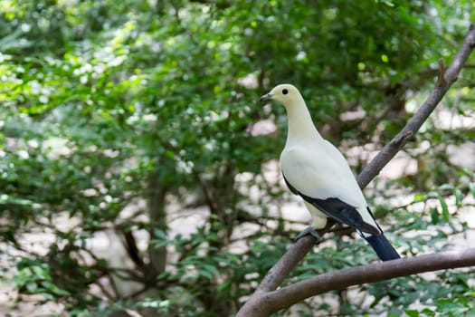 White bird in the bird park