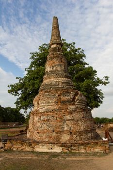 Tree behind pagoda at Wat Chaiwatthanaram - Ayutthaya