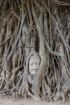 Head of Buddha statue in the tree at Wat Mahathat - Ayutthaya