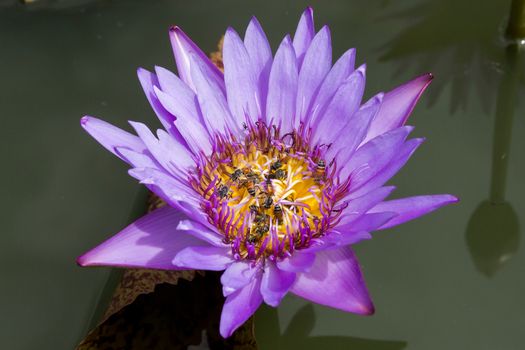 Bees gathering honey from the lotus's flower