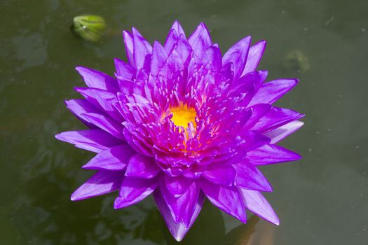 Lotus flower in the pond near the grand palace, Bangkok