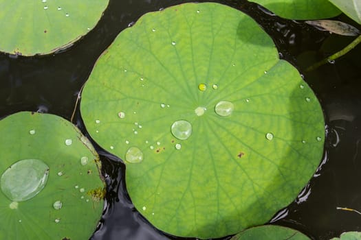 Many water drop on the lotus leaf