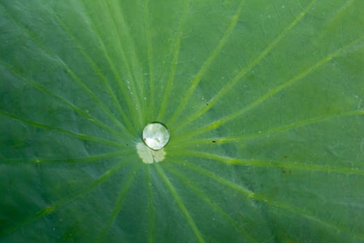 Droplet on the lotus leaf in the pond.