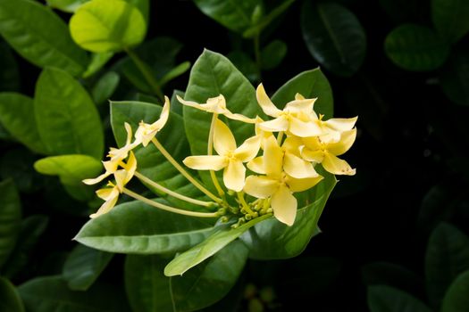 Yellows flowers panicle on the tree