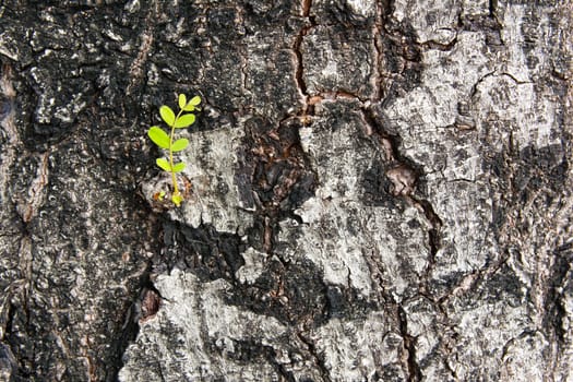 Little branch on the bark of the tree