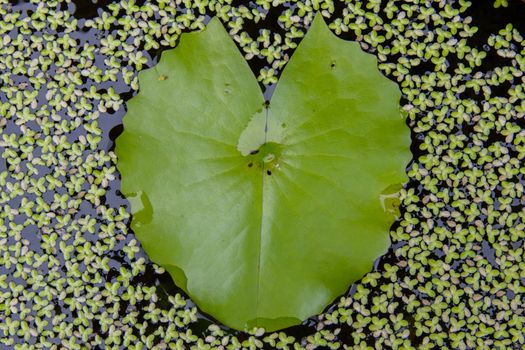 Green lotus leaf on the water looks like heart.
