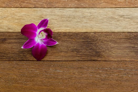 Orchid on the wooden chair