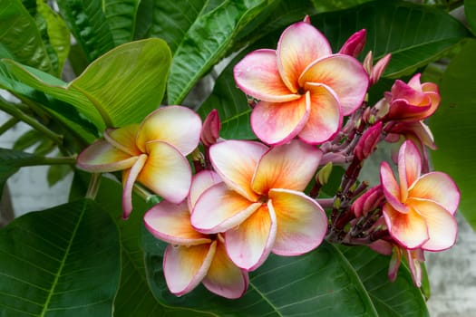 Droplets on plumeria flowers after the rain.