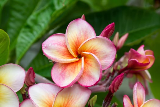 Droplets on plumeria flower after the rain.