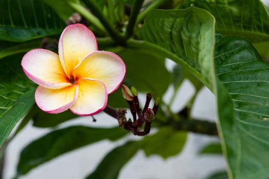 Droplets on plumeria flower after the rain. Focus on flower.