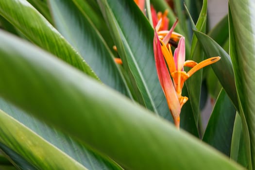 Bird of paradise flower in the garden. Focus on flower.