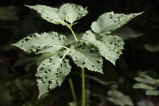 Forest plant affected by disease of the leaves