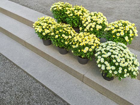 Potted yellow chrysanthemums on stone steps. Garden center.