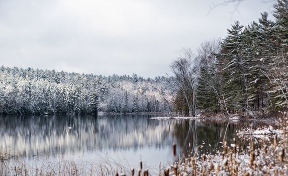 Still waters reflect winter forests.  Light snow under subdued overcast grey November sky.  Reflections of waterfront forest mirrored on the lake.