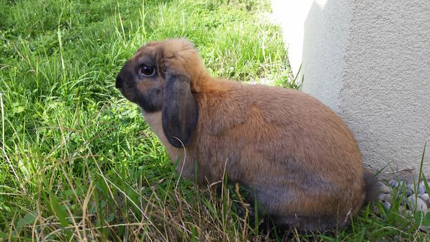 Cute Rabbit on the Lawn