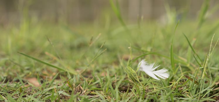 White Downy Feather Blowing in Wind over green grass background