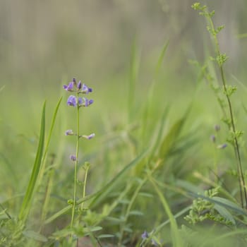 Australian Purple Wildflower Glycine Tabacina native flower of eucalypt grasslands