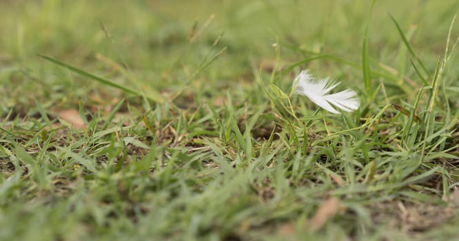 White Downy Feather Blowing in Wind over green grass background