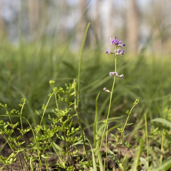 Australian Purple Wildflower Glycine native flower in eucalypt grasslands after summer rain