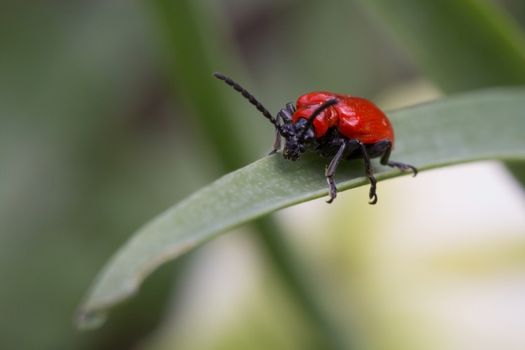 Macro of a Lilioceris lilii, or lily leaf beetle.