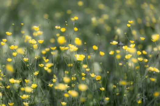 Spring meadow, buttercups