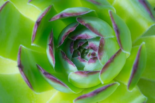 Close-up of a Sempervivum, known as Houseleek or Rosette.