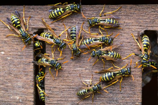 Polistes Dominula, or common paper wasps, gathering near their nest