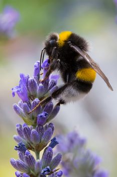 Close-up of a bumblebee pollinating lavender flowers