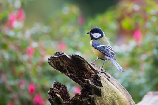 Great tit perched on a tree trunk