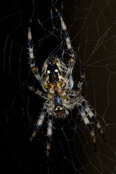 Araneus diadematus, known as diadem spider or cross spider, on it's web, isolated on black background.