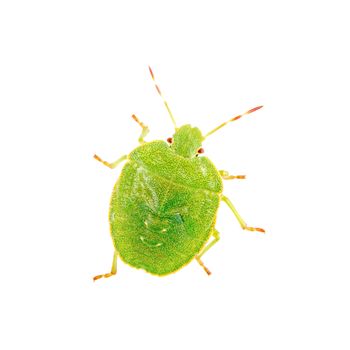 Green shield bug isolated on a white background