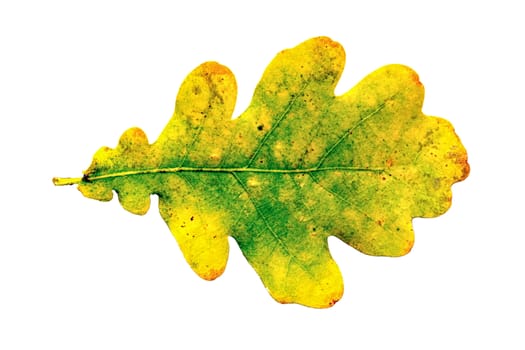 Oak leaf isolated on a white background