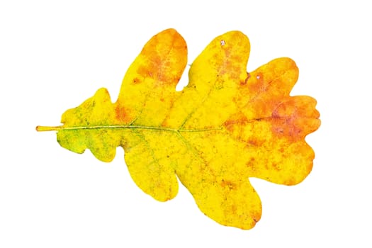 Oak leaf isolated on a white background