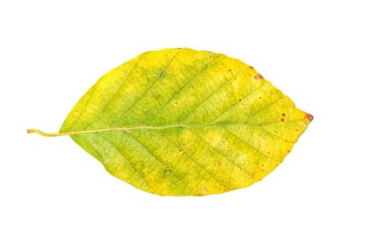 Colored leaf isolated on a white background