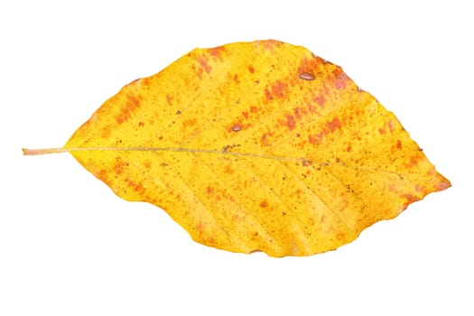 Colored leaf isolated on a white background