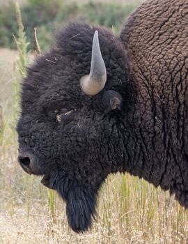 Bison, National Bison Range, Montana.