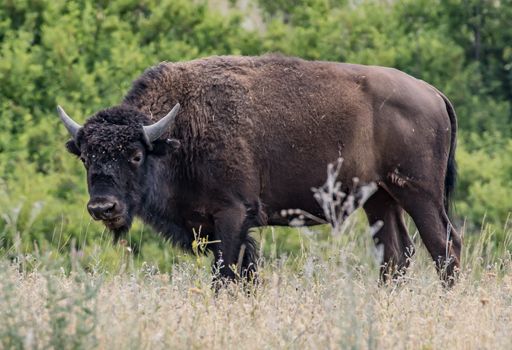 Bison in The National Bison range, Montana.