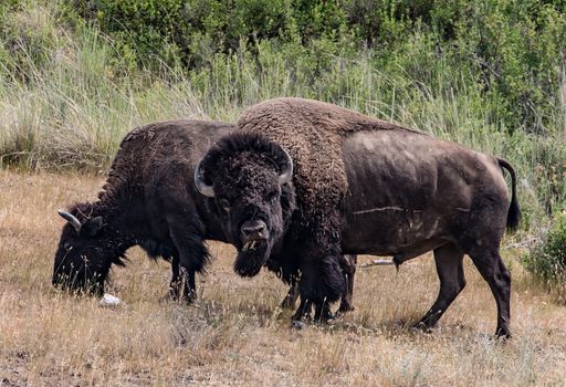 Bison in The National Bison range, Montana.