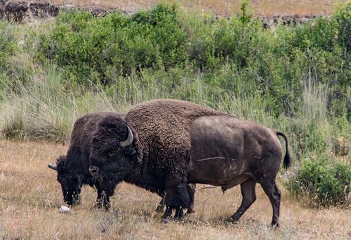 Bison in The National Bison range, Montana.