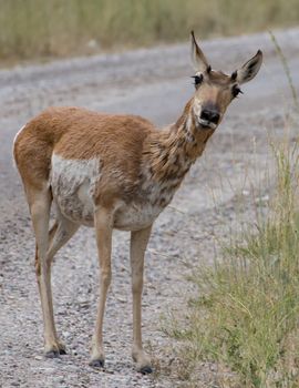 Pronghorn Antelope at the National Bison Range.