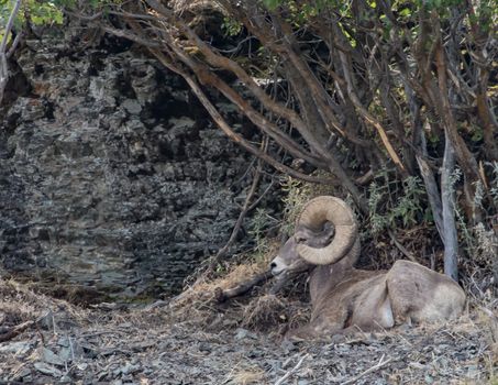 Bighorn sheep in Montana.