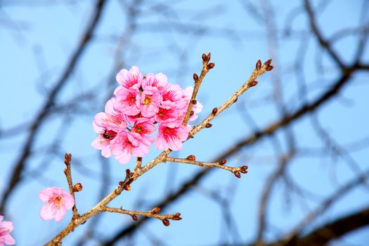 Cherry blossom or Sakura flower with blue sky and bee, Chiangmai Thailand