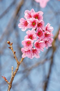 Cherry blossom or Sakura flower with blue sky, Chiangmai Thailand