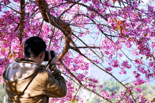 A man take a photo of cherry blossom flower (sakura) in Chiangmai Thailand