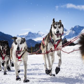 musher dogteam driver and Siberian husky at snow winter competition race in forest