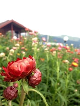 growing strawflowers