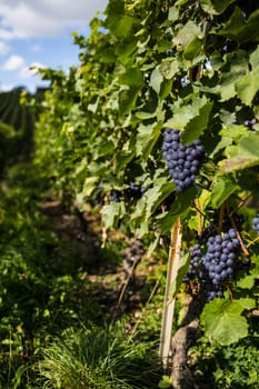 Vineyard with shallow depth of field