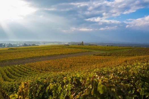 Colorful vineyards near Geneva, Switzerland, dramatic sky in the background with sun rays piercing through the clouds